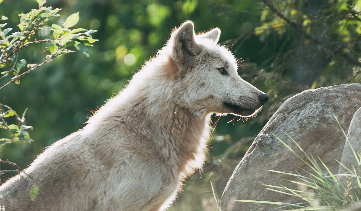 犬は肉食？オオカミの写真
