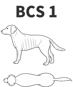 BCS1