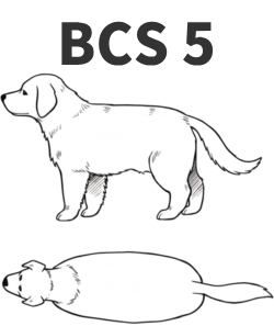 BCS5