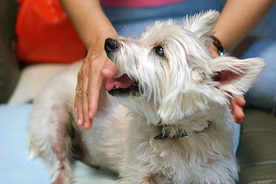 愛犬の健康を思うあまり、「なんとなく・・・」という理由でグルテンフリーのフードを選んでいませんか？