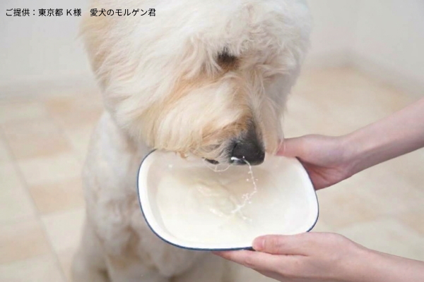 国産やぎミルクの秘密《その１》