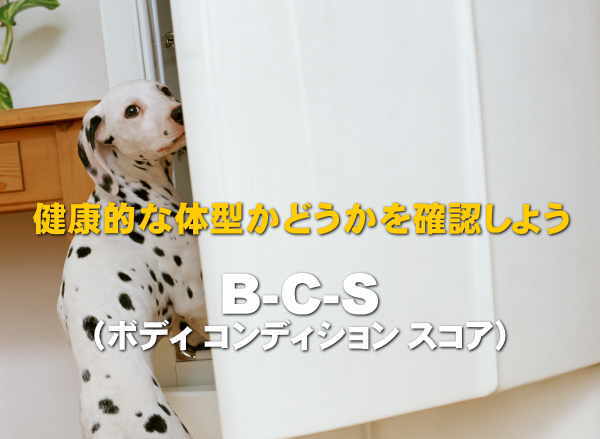 愛犬の肥満度チェック（スマホ）