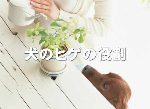 犬のヒゲ（スマホ）