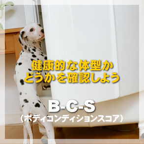 Ｂ・Ｃ・Ｓ