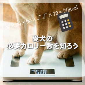 愛犬のエネルギー（カロリー）要求量の求め方