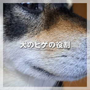 犬のヒゲの役割は？