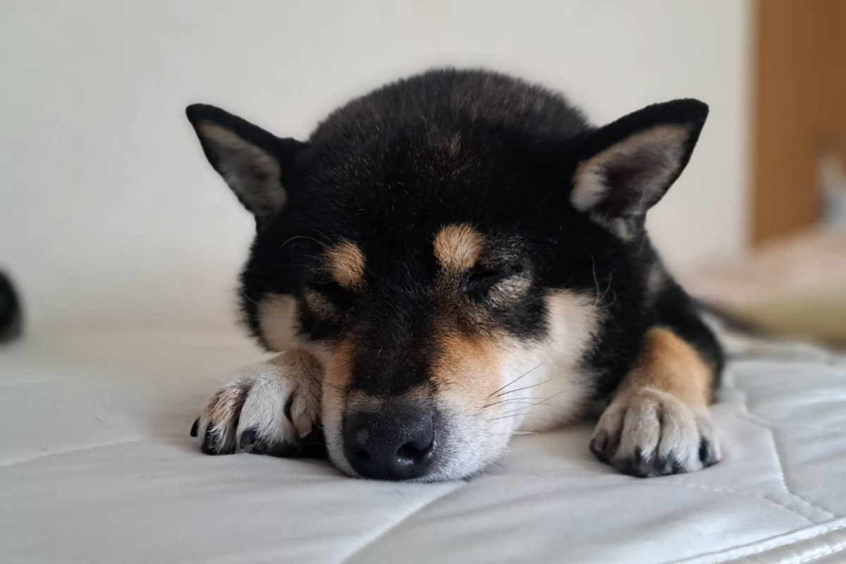 穏やかな表情が最高