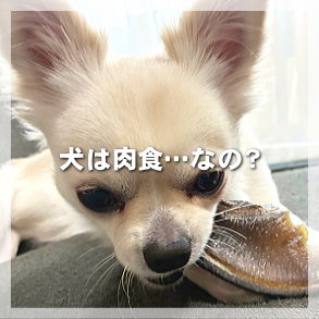 犬は肉食？