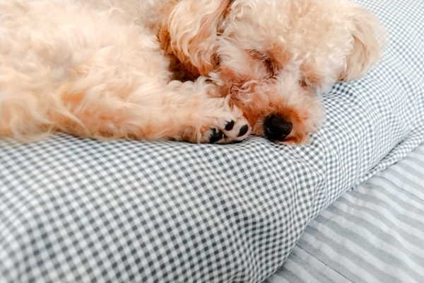 ペットフード タンパク質表示