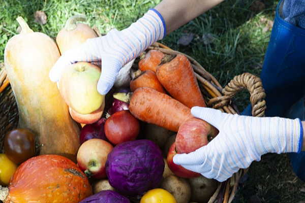 国産ペットフードの安全性