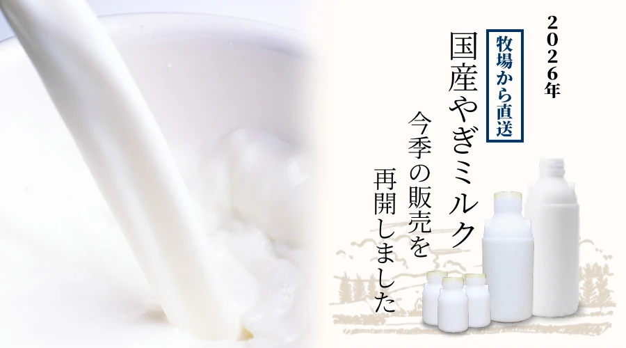 ヤギミルク、今季の販売が始まりました