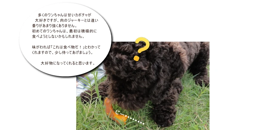 国産野菜チップス かぼちゃドライ│犬の野菜おやつ